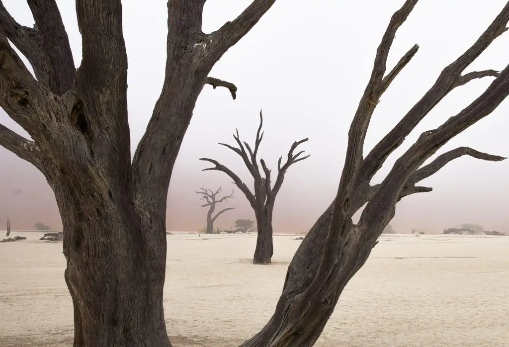 Dead vlei closeup